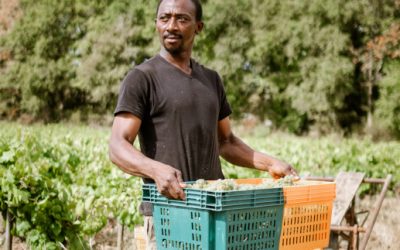 « Si je suis là, c’est à cause de Bolloré » : De la ferme guinéenne jusqu’aux champs de Loire Atlantique, le voyage d’Oumar Keita, travailleur agricole