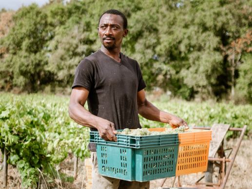 « Si je suis là, c’est à cause de Bolloré » : De la ferme guinéenne jusqu’aux champs de Loire Atlantique, le voyage d’Oumar Keita, travailleur agricole